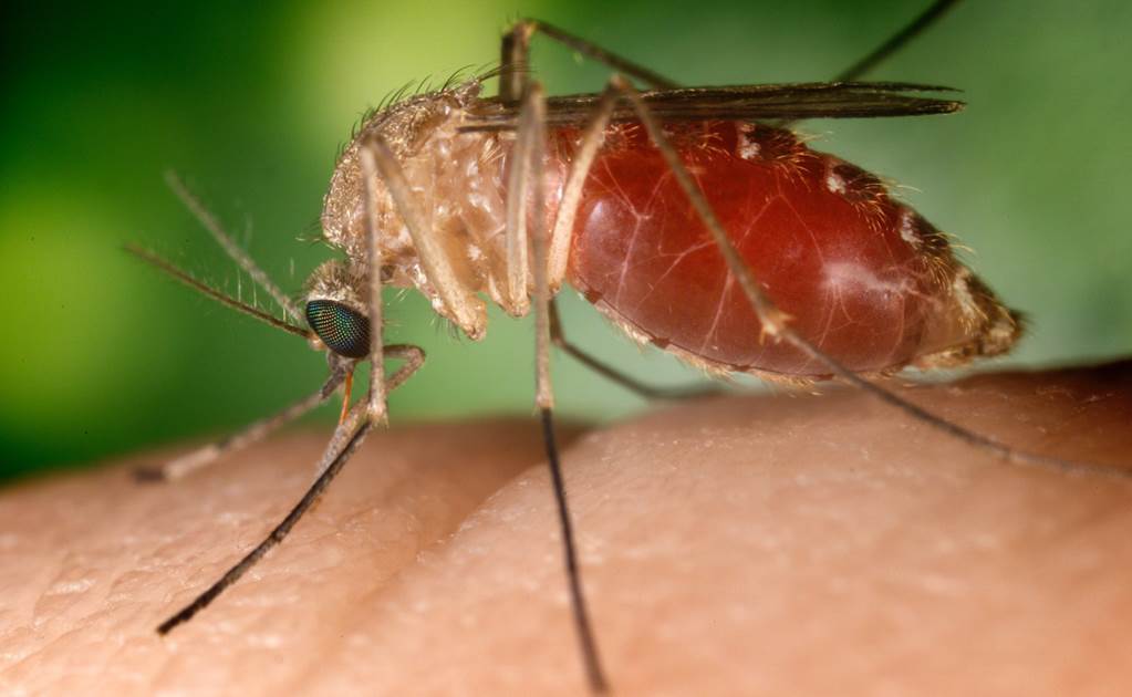 Virus zika podría llegar a México