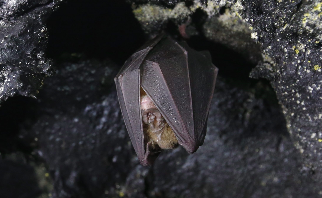 En busca de coronavirus, descubren nuevos virus en murciélagos