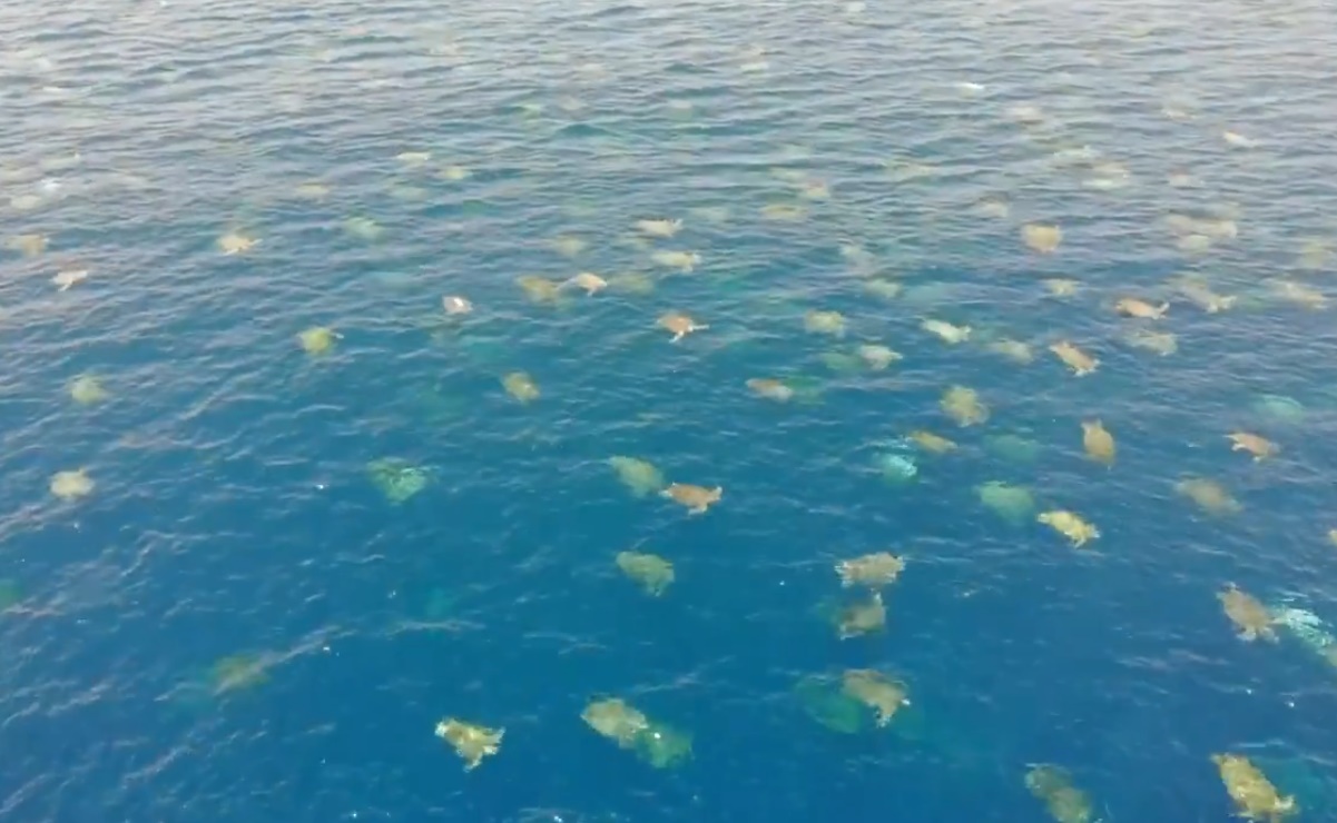 Captan a miles de tortugas marinas en isla de Australia