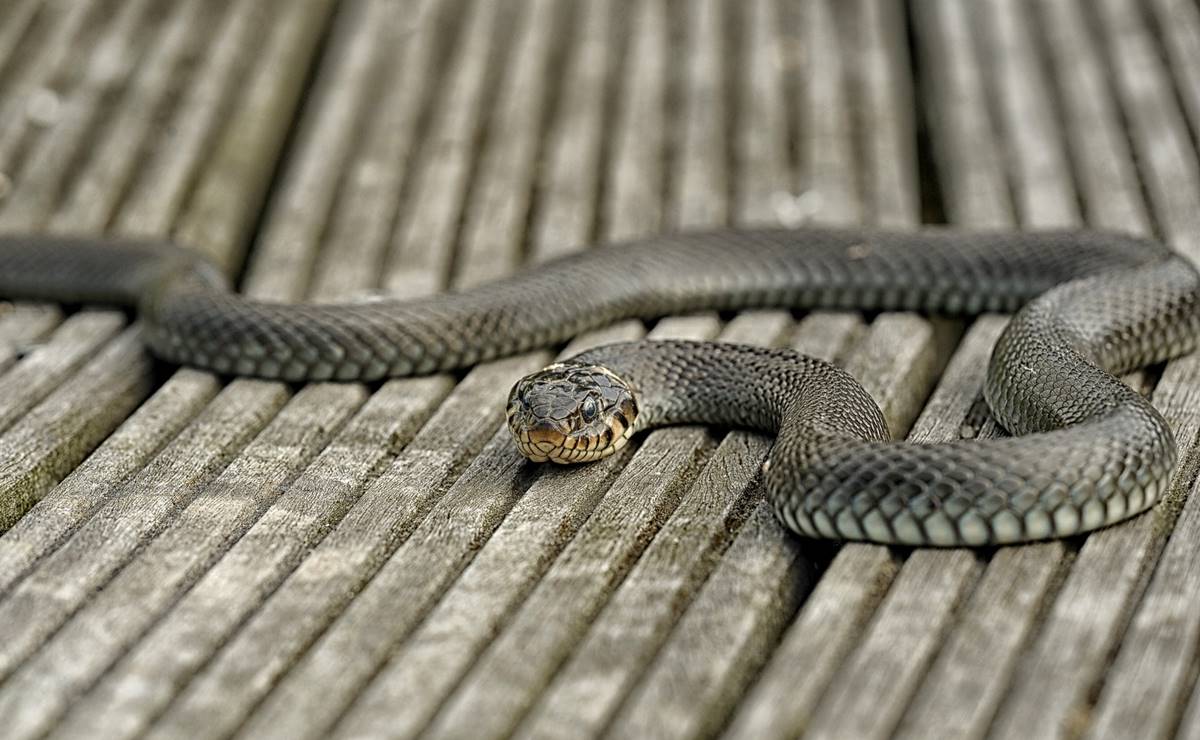 Serpiente desata pánico entre pasajeros en vuelo a Nueva Jersey