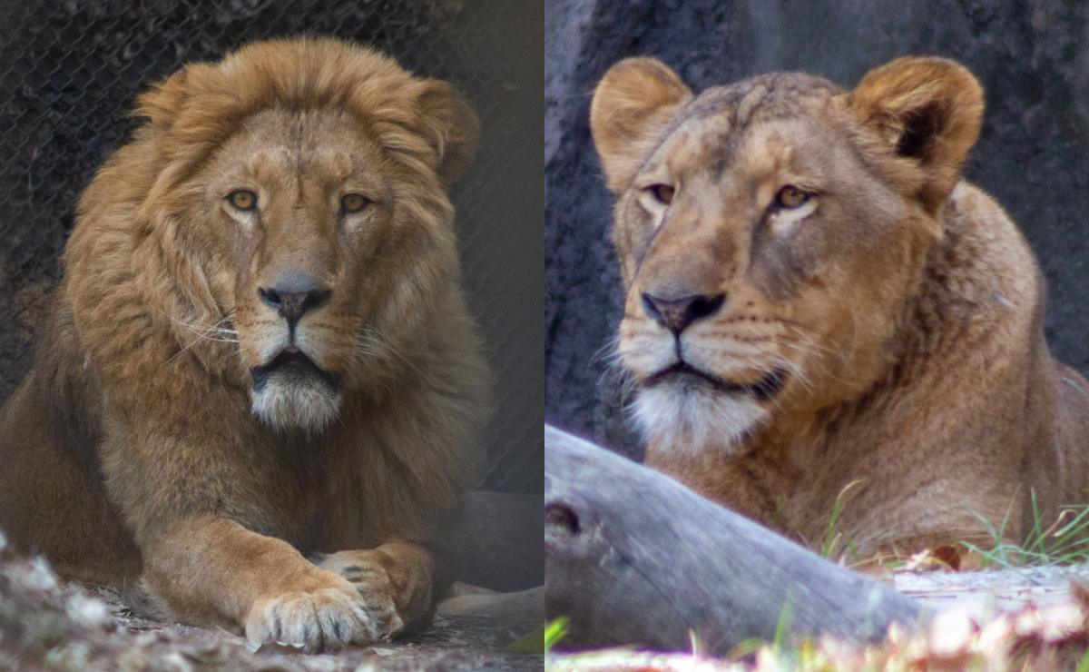 Felinos rescatados del Black Jaguar-White Tiger mejoran su estado de salud: Sedema