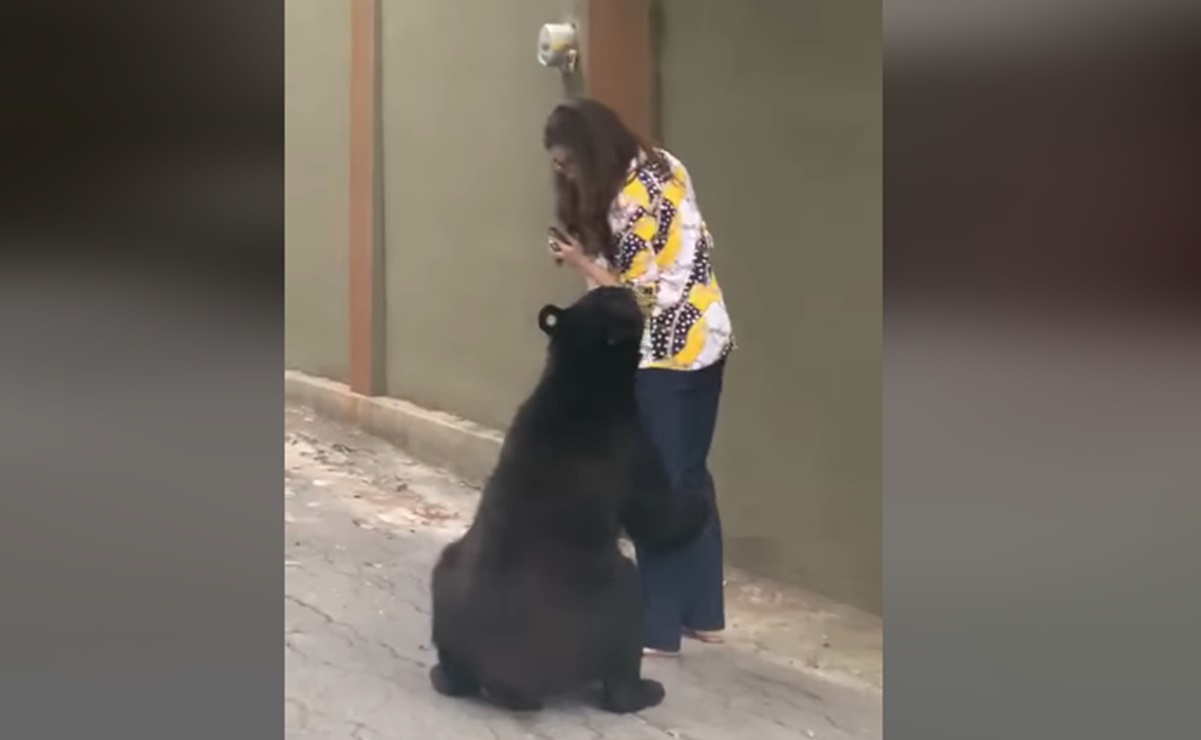 Vuelve a sorprender oso en Nuevo León, ahora cierra paso a mujer en zona residencial 