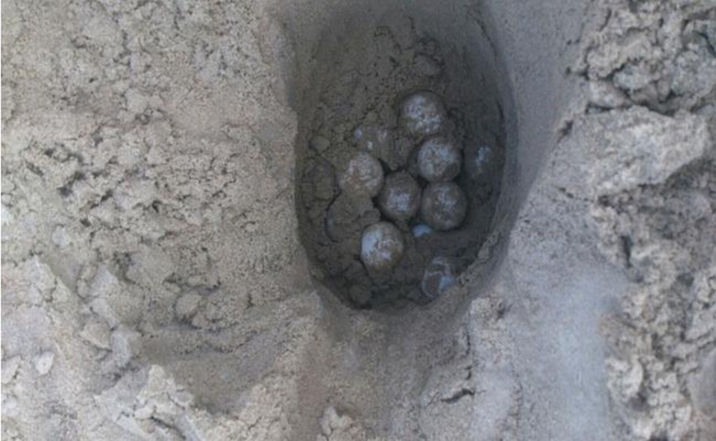 1.246 turtle eggs rescued in Tamaulipas