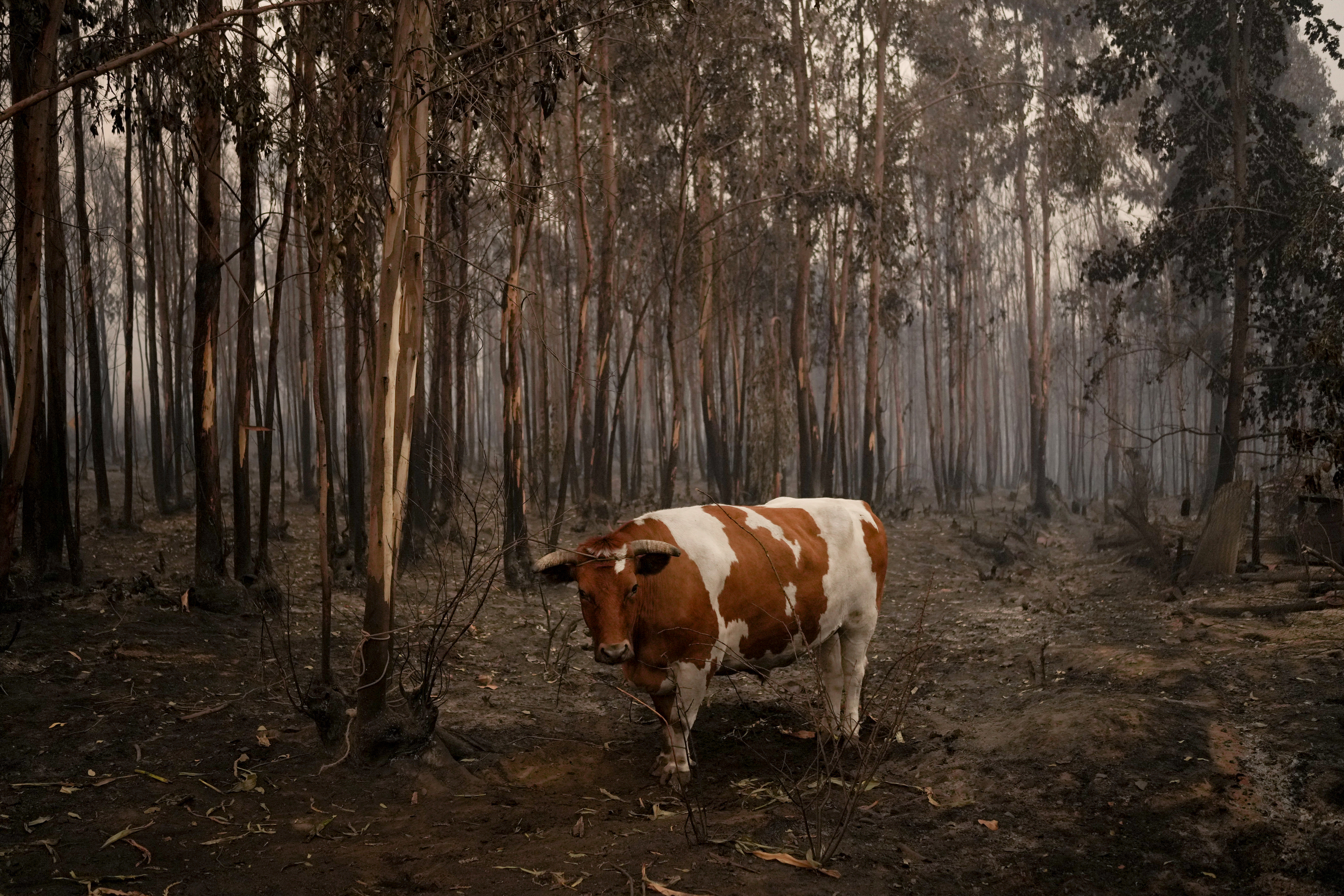 Matarán en Estados Unidos a 150 vacas salvajes disparando desde helicópteros