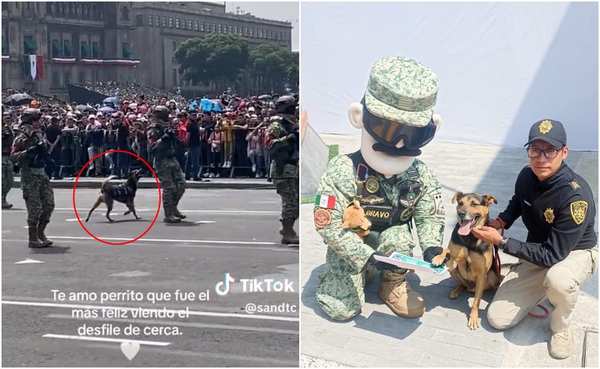 "Cadete", el perrito callejero que se hizo viral en desfile militar ya es parte del Ejército mexicano