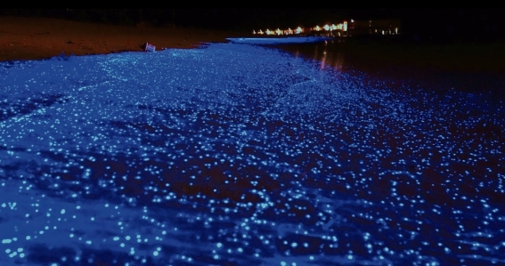 Bioluminiscencia marina da pistas para beneficio humano