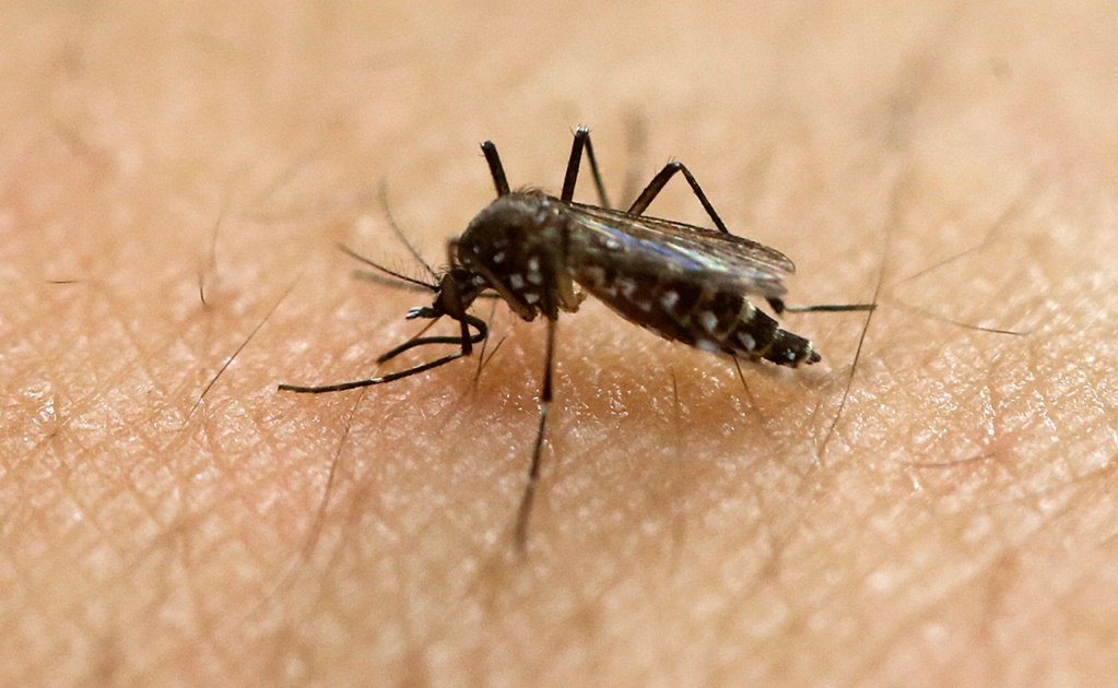 Reportan un caso de zika en Virginia, EU