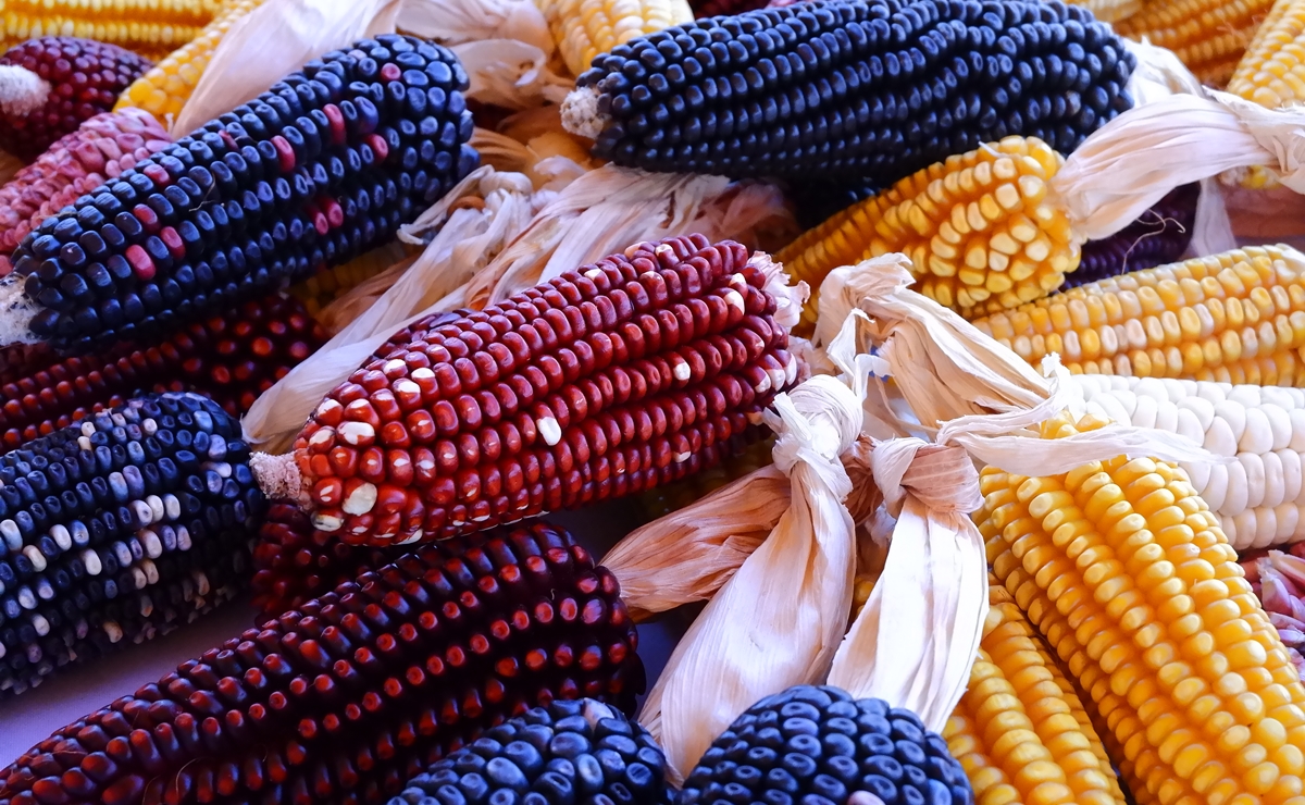 Así fue el cuarto encuentro de campesinos productores de maíz en Amecameca