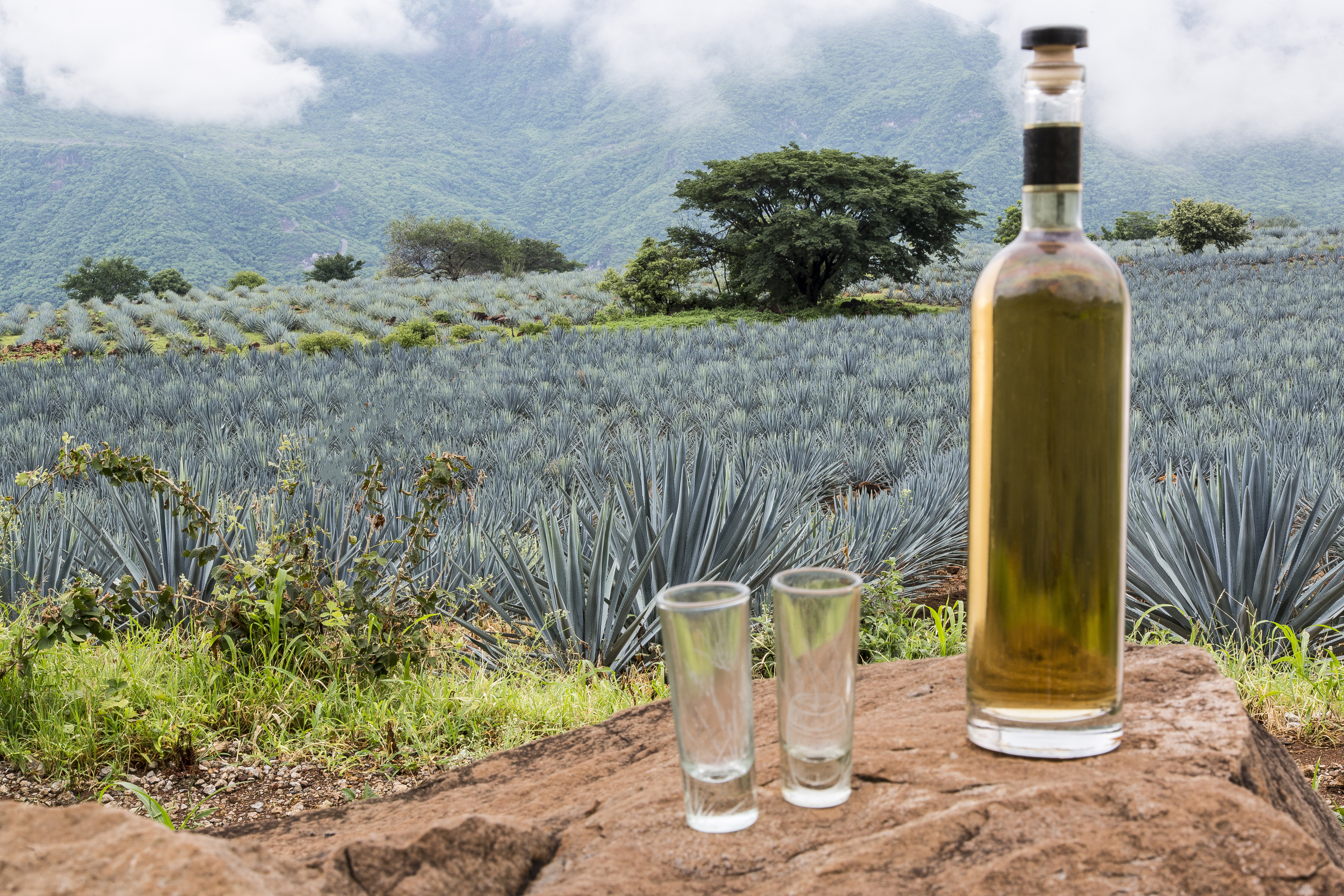 ¡Mienten! Profeco revela las peores marcas de tequila reposado en nuevo estudio