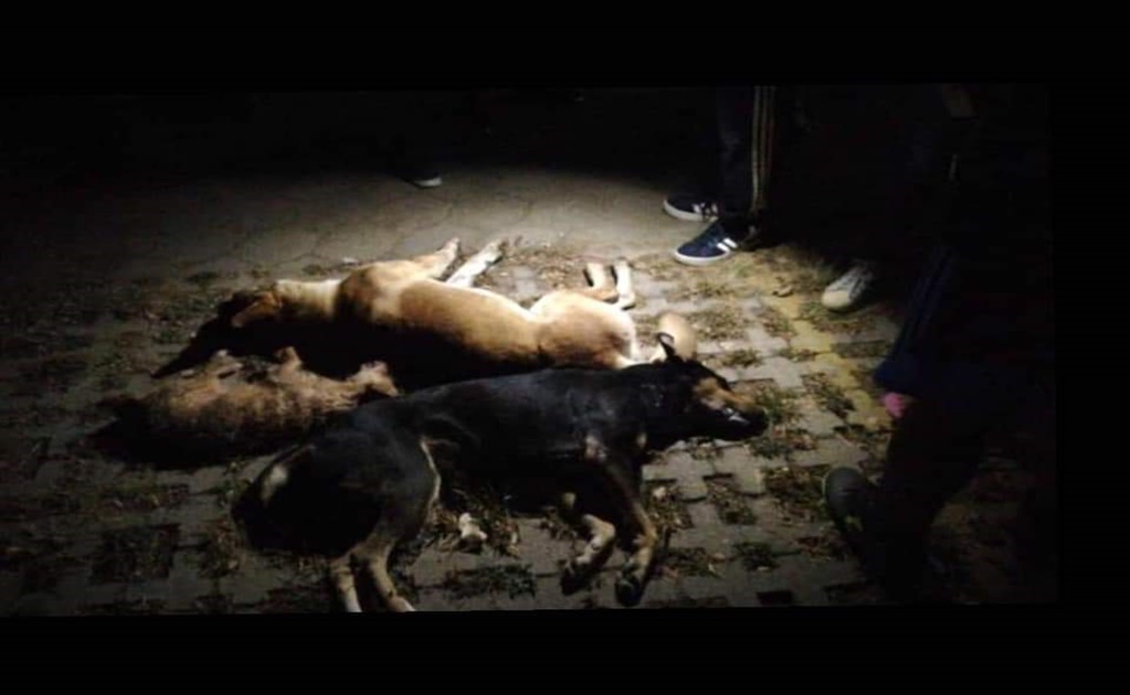 Envenenan a perros callejeros en fraccionamiento de Oaxaca