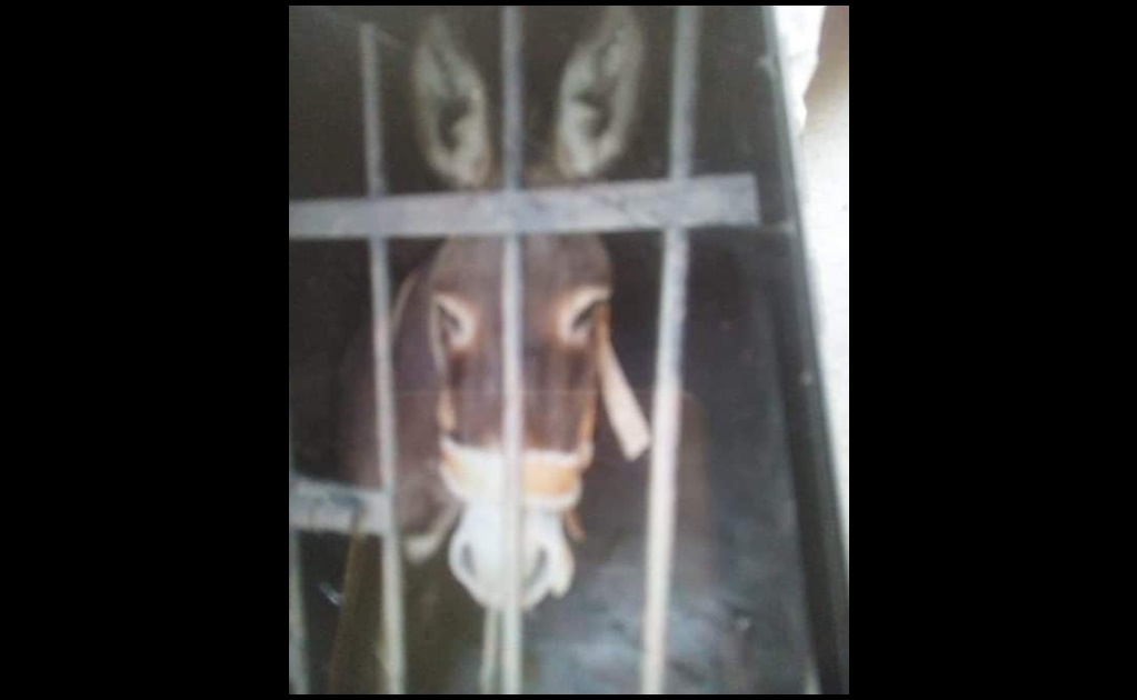 Tras 72 horas encarcelado, liberan a burro en San Sebastián Río Dulce, Oaxaca 