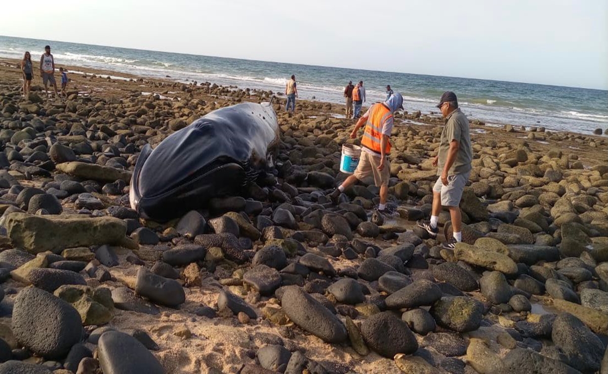 Rescatan a ballena varada entre rocas en Puerto Peñasco, Sonora