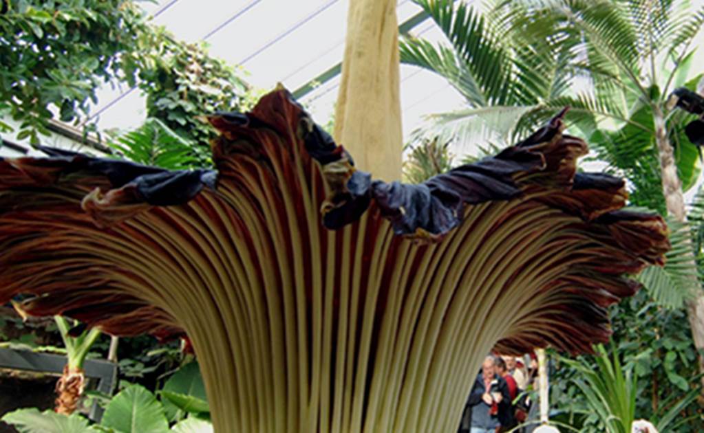 Florece un "aro gigante", la flor más grande del mundo