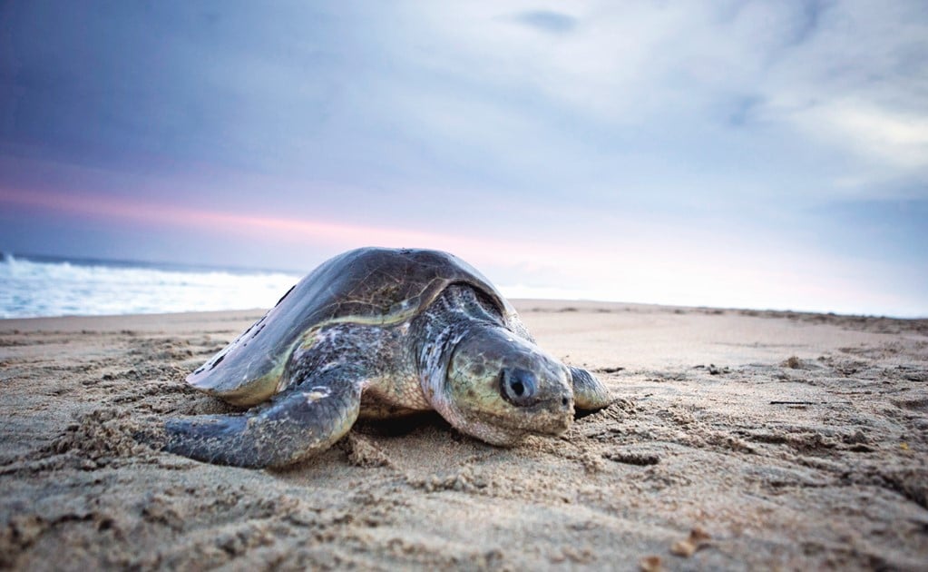 69 turtles and 1 dolphin found dead on Mexican beach