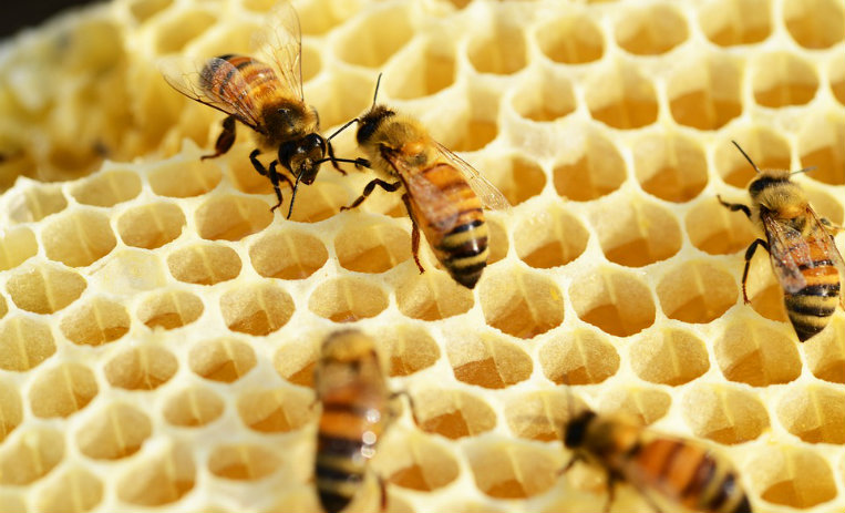 Proyecto mexicano usa popotes de plástico para aumentar las colonias de abejas