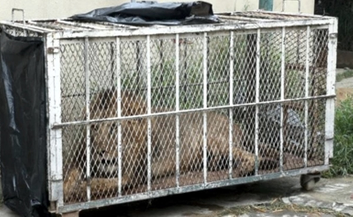 Animales decomisados en NL son llevados a Zoológicos de Querétaro y Nuevo Laredo