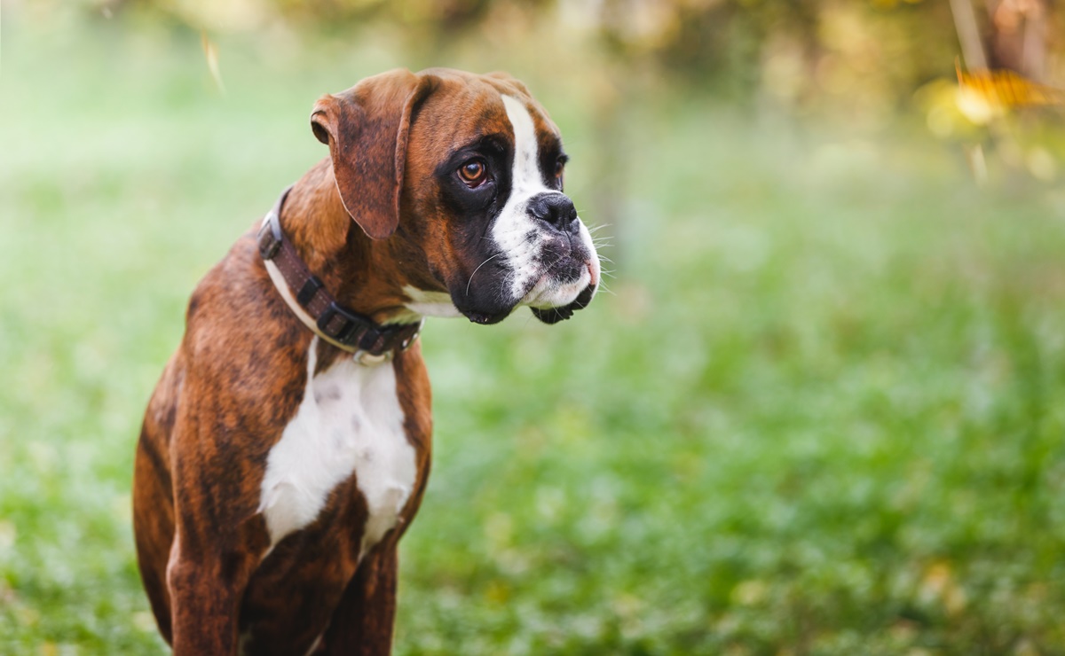 Cinco perros fallecen en un incendio día antes de feria canina en Florida