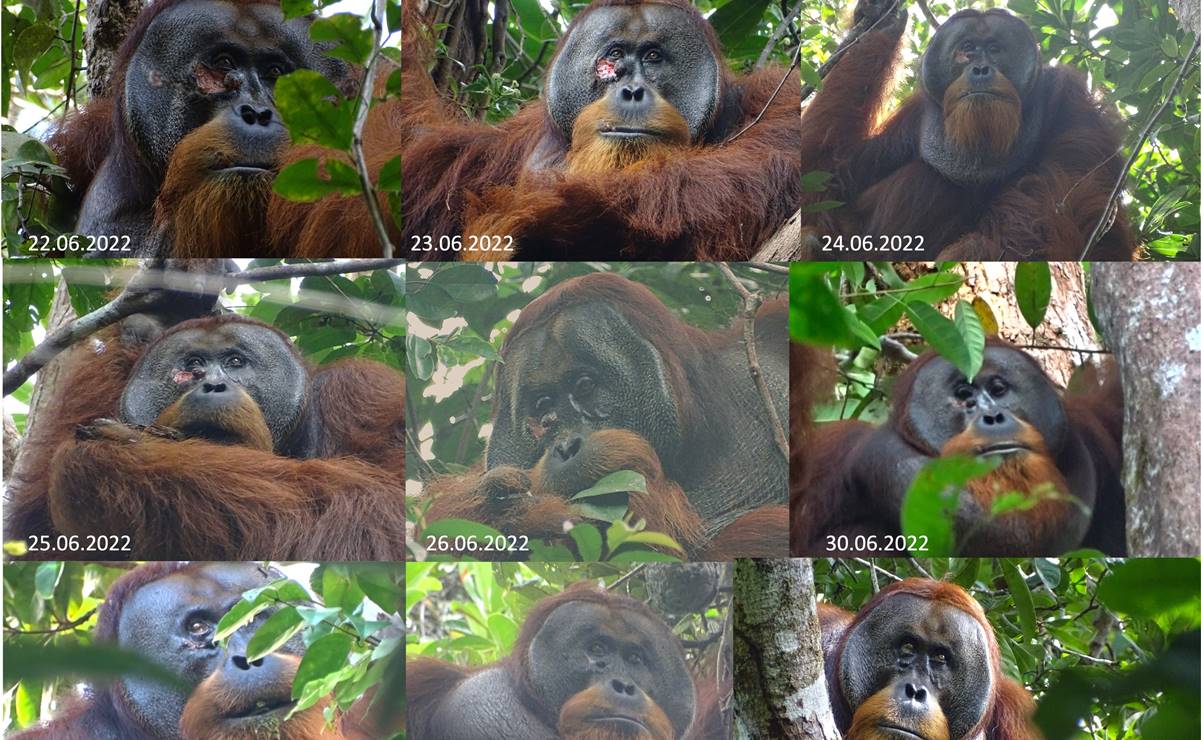 Orangután se cura herida con un ungüento que él mismo produjo, revelan científicos