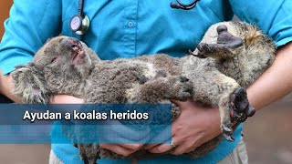 Improvisan hospital en Australia para salvar a koalas de los incendios