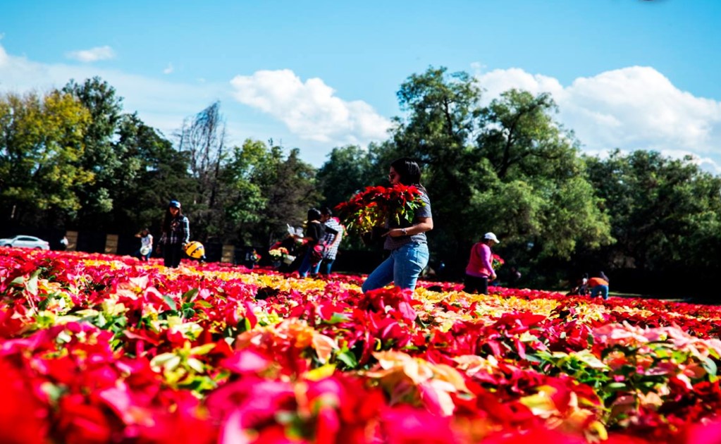 Mexico breaks Guinness record with poinsettias