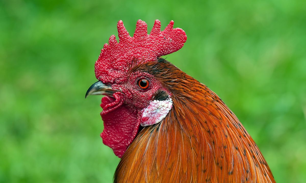 Noah, el niño que se hizo viral por su estrecha amistad con su gallo "Pipino"