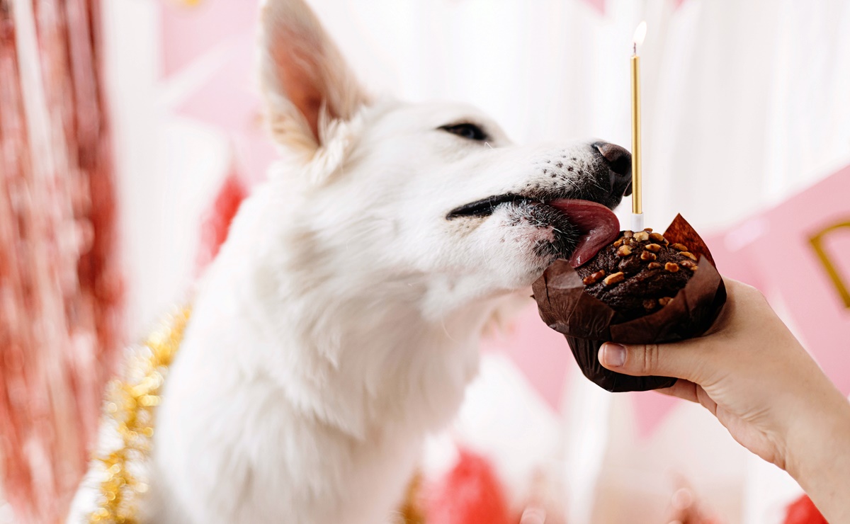 ¿Por qué los perros no pueden comer chocolate? ¿Qué pasa si comen?