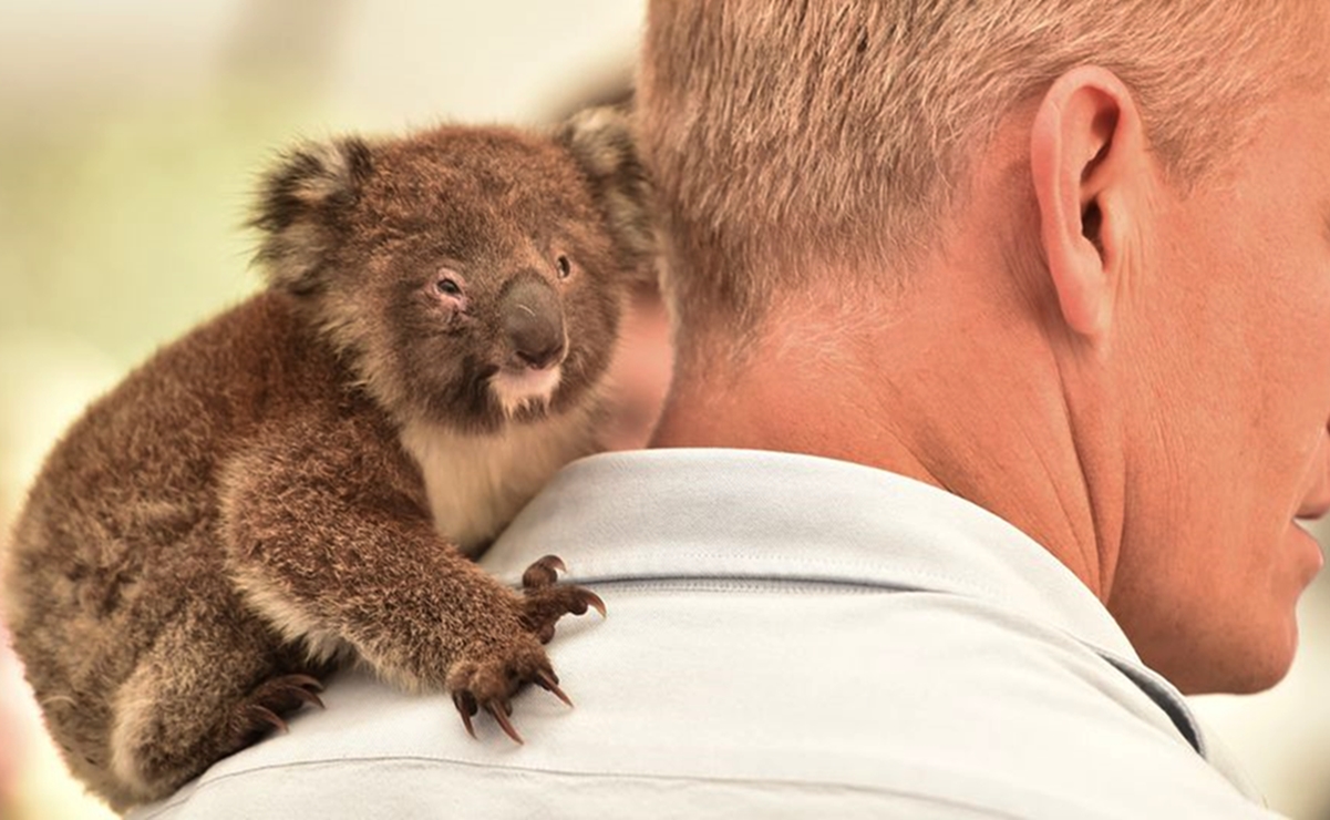 Así trabajan los rescatistas en Australia para salvar a los koalas de incendios 
