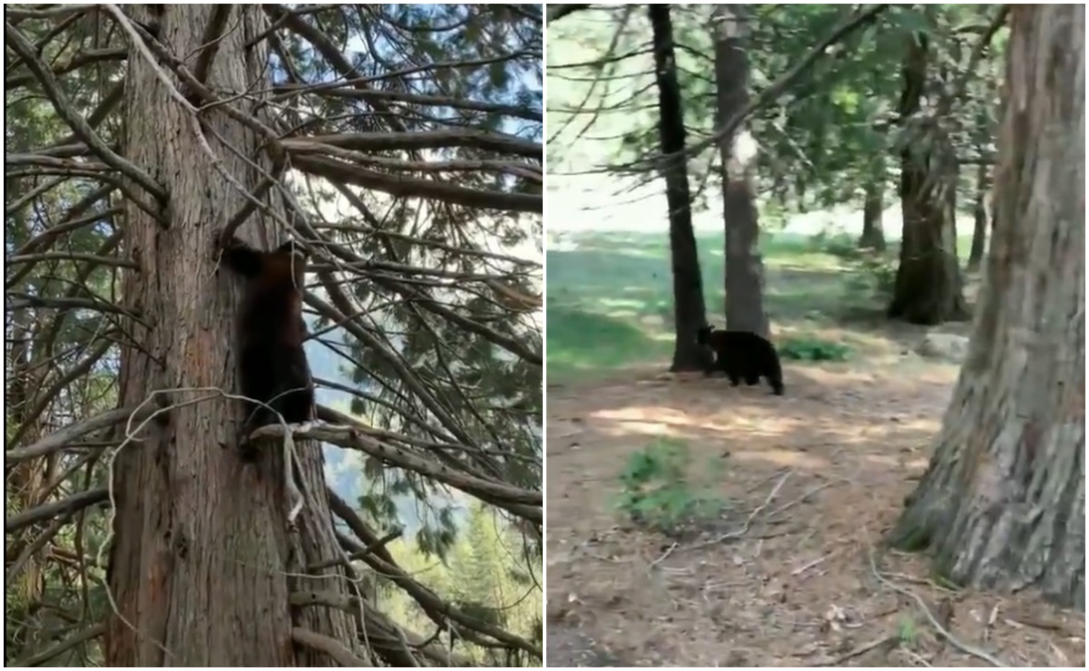 Los osos conquistan el Parque Yosemite ante la ausencia de humanos