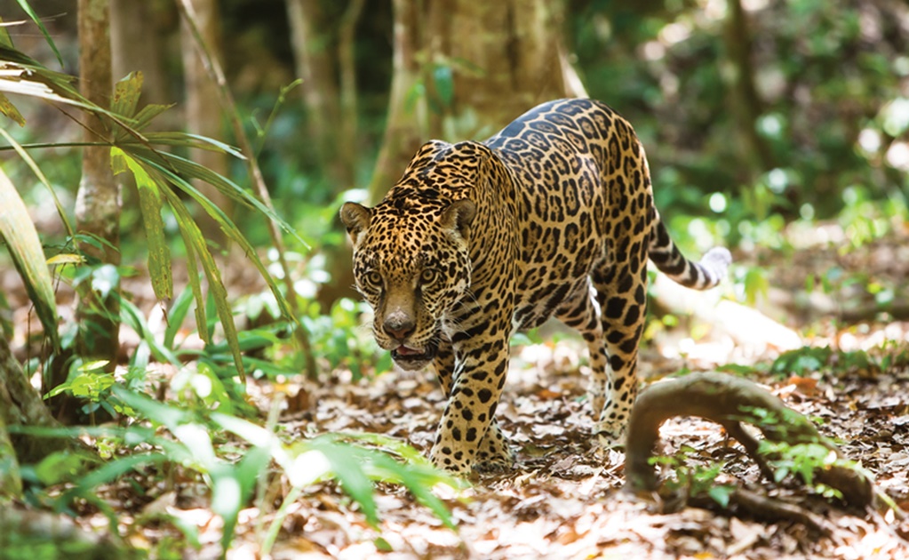 Profepa presenta demanda por muerte de jaguar en Yucatán 