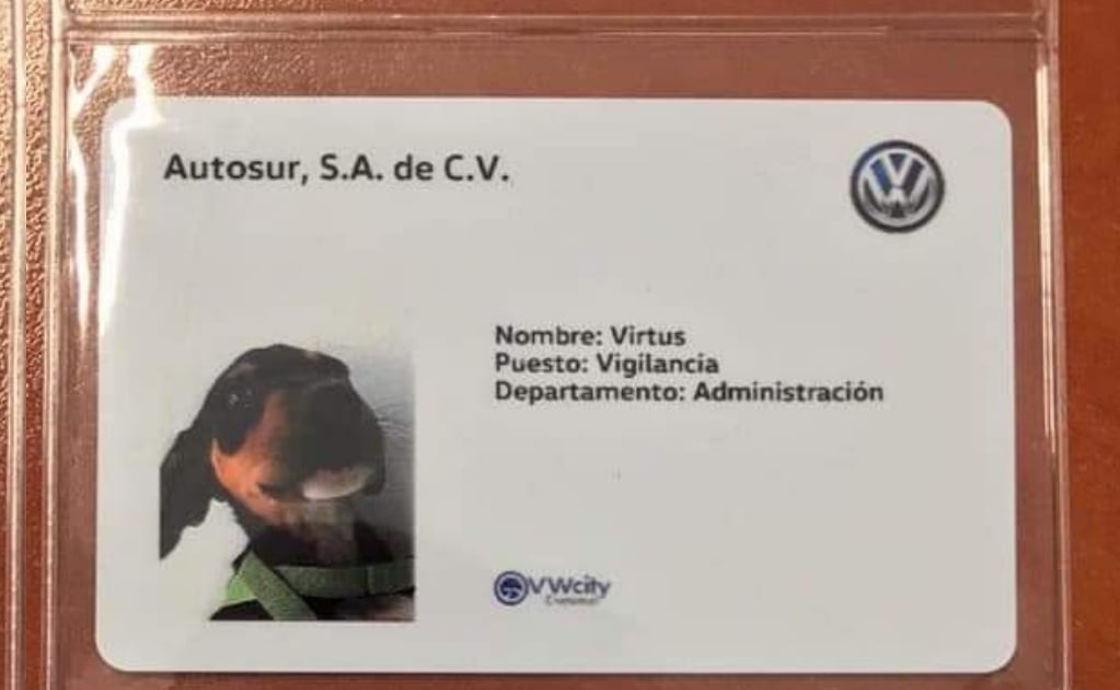 Agencia de Volkswagen adopta perritos y los registra como empleados