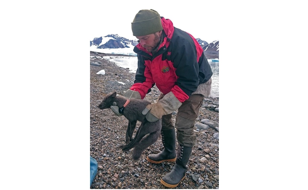 Zorro ártico realiza caminata récord de Noruega a Canadá