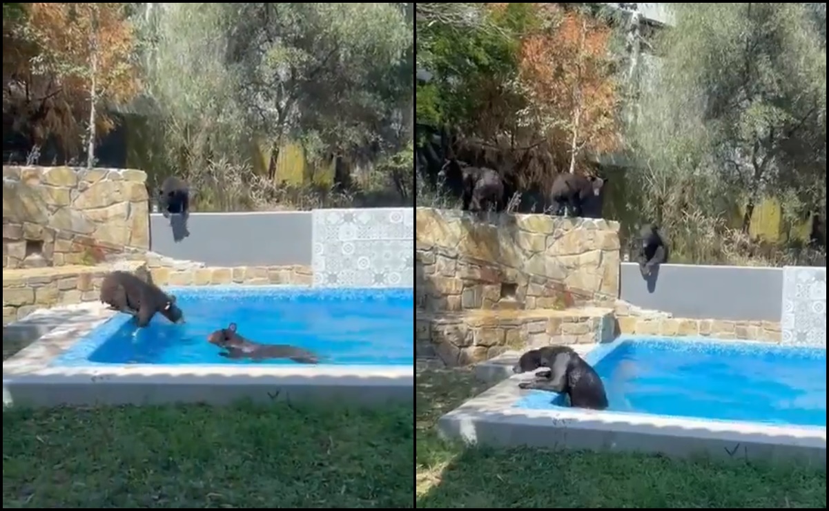VIDEO: Captan a familia de osos disfrutando de alberca en Garza García, Nuevo León