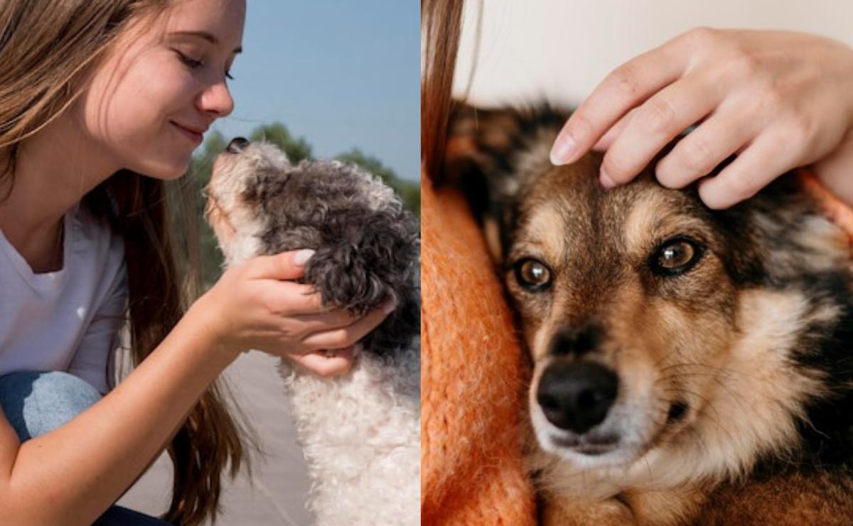 En donde se puede acariciar a un perro sin correr peligro, según psicóloga canina