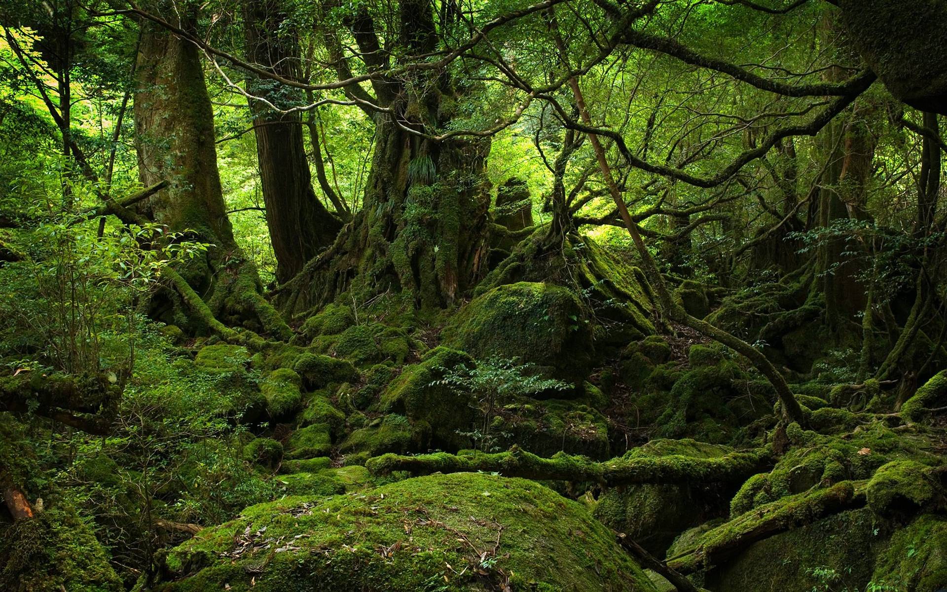 Aokigahara: ¿cómo es el "bosque de los suicidios" de Japón?