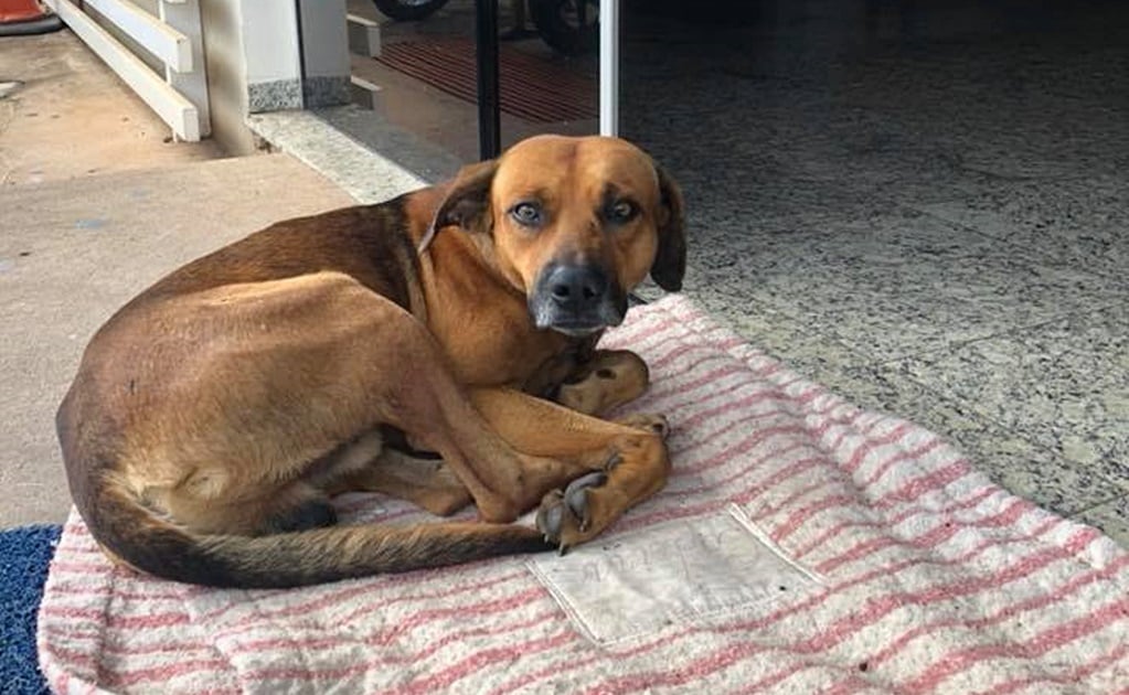 Su dueño murió hace 4 meses, pero este perro aún lo espera afuera del hospital