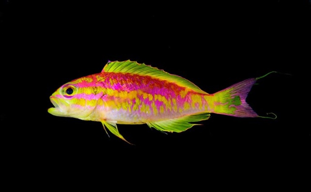 Descubren nueva especie de peces de color neón