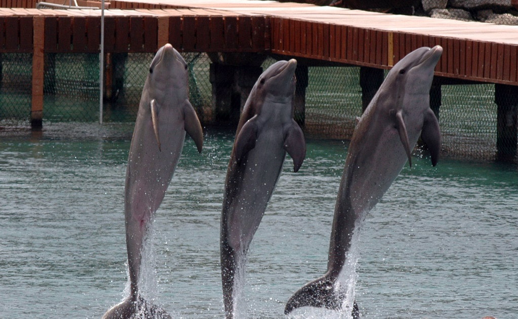 Prohíben uso de delfines para espectáculos y terapias en CDMX
