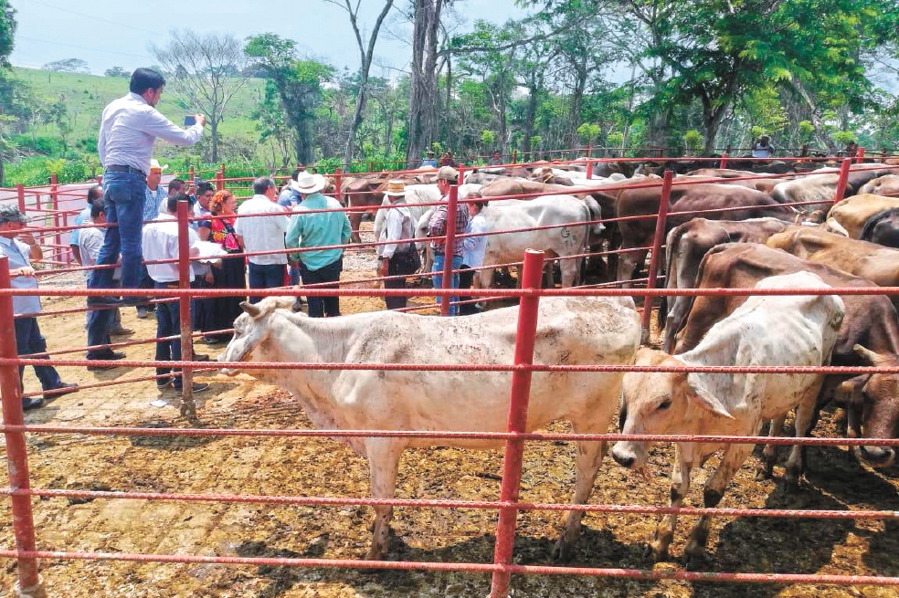Ganaderos piden suspender entrega de ‘vacas de desecho’