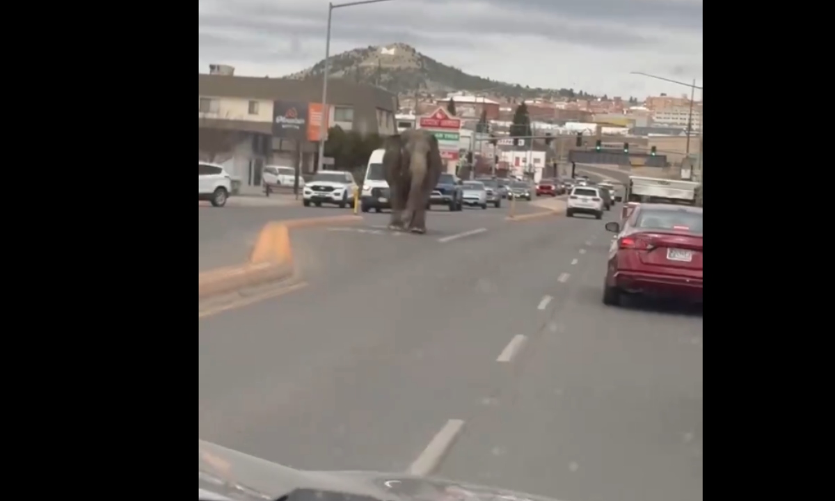 VIDEO: ¿Jumanji? Elefante se escapa de circo en Montana y pasea por las calles