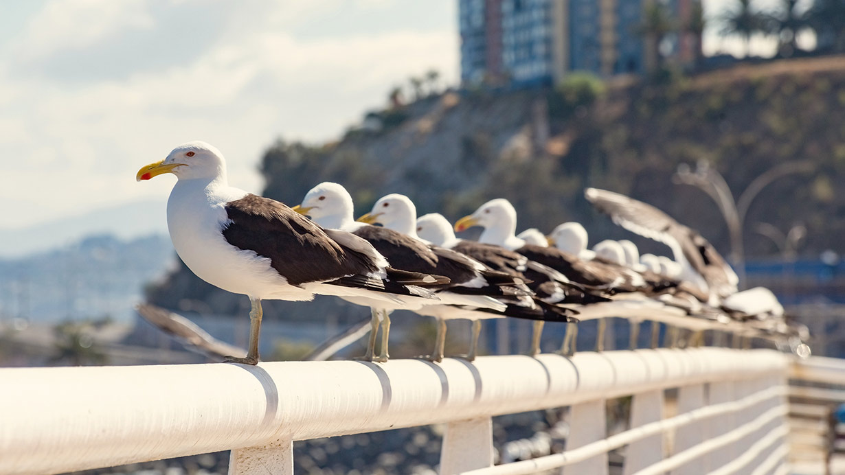 Aves migrantes acosadas