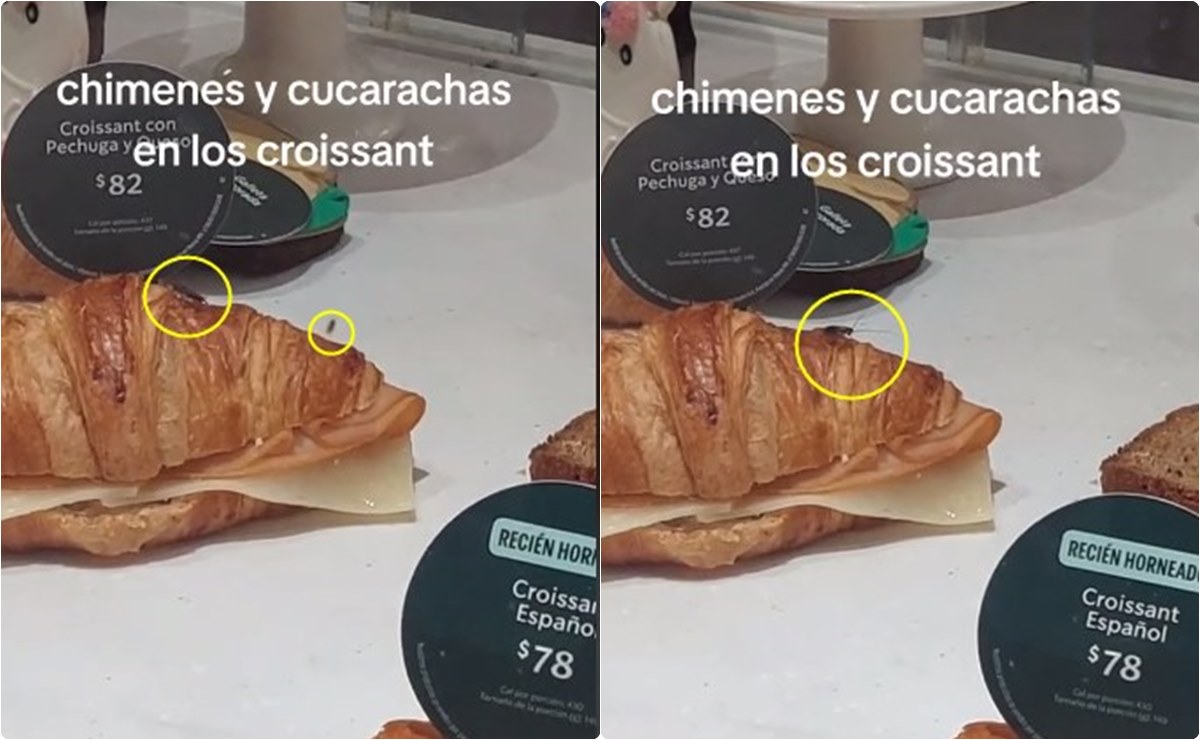 ¿La cucaracha va incluida? Captan en video a insectos entre comida en venta en Starbucks 