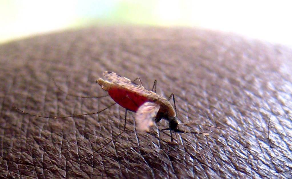 Detectan primer caso de malaria en migrante venezolana en Coahuila
