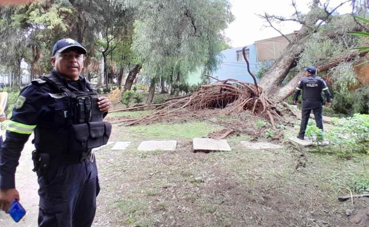 Reportan desplome de árbol en Tlalnepantla; cae sobre una casa de la colonia Prado Vallejo