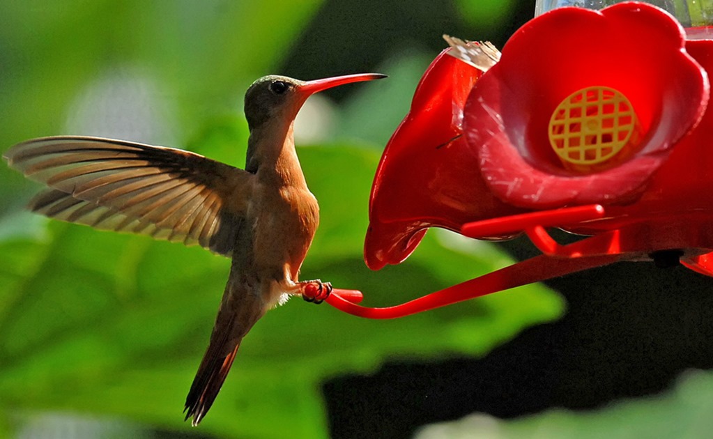 Jardines para colibríes, plan para polinizar la CDMX