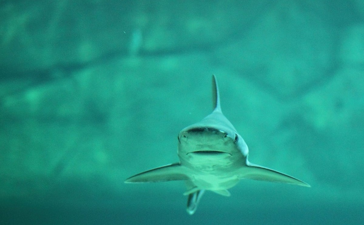 Detectan tiburones intoxicados con cocaína, "por primera vez en el mundo", en Brasil