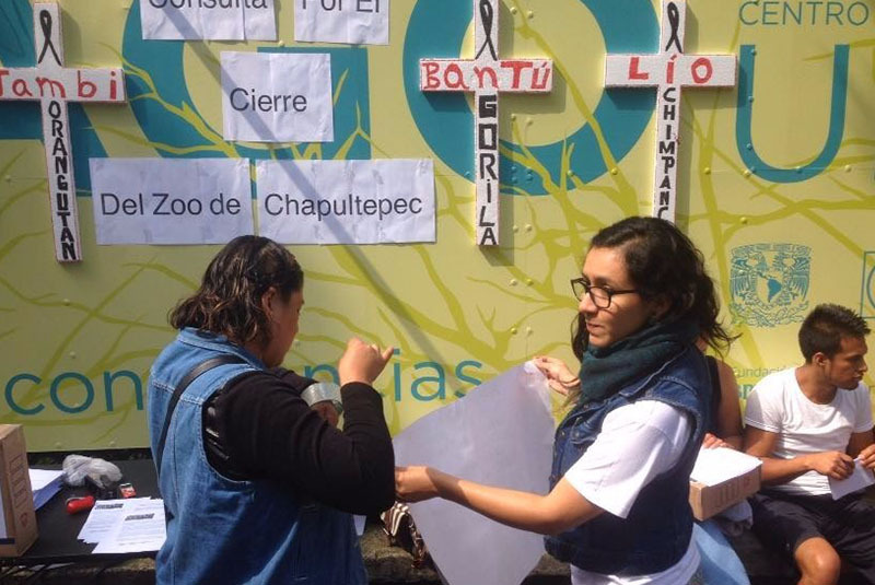 Realizan consulta sobre el cierre del Zoológico de Chapultepec, tras la muerte de Bantú