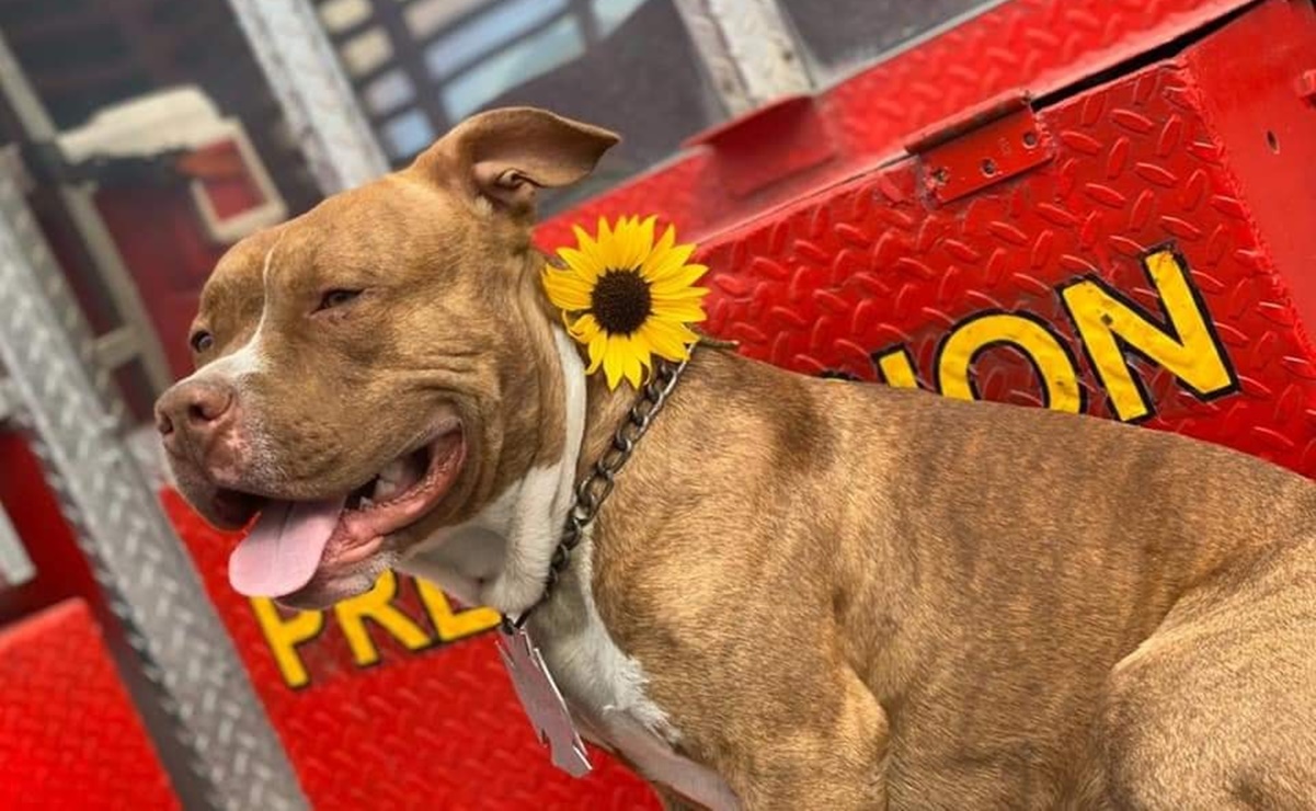 Desaparece “Canelo”, el perro rescatista del cuerpo de bomberos de Nuevo León