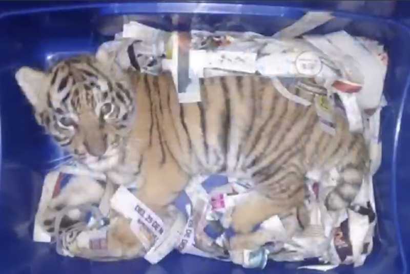 Envían por paquetería a tigre de bengala en Jalisco