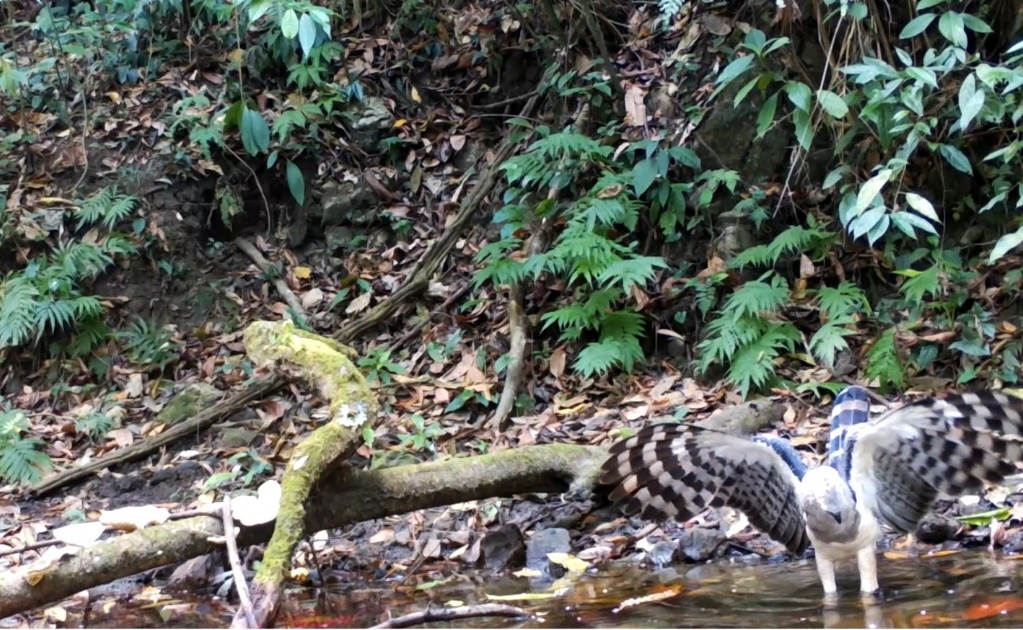 Realizan primer registro de águila crestada en reserva de la biosfera de Chiapas