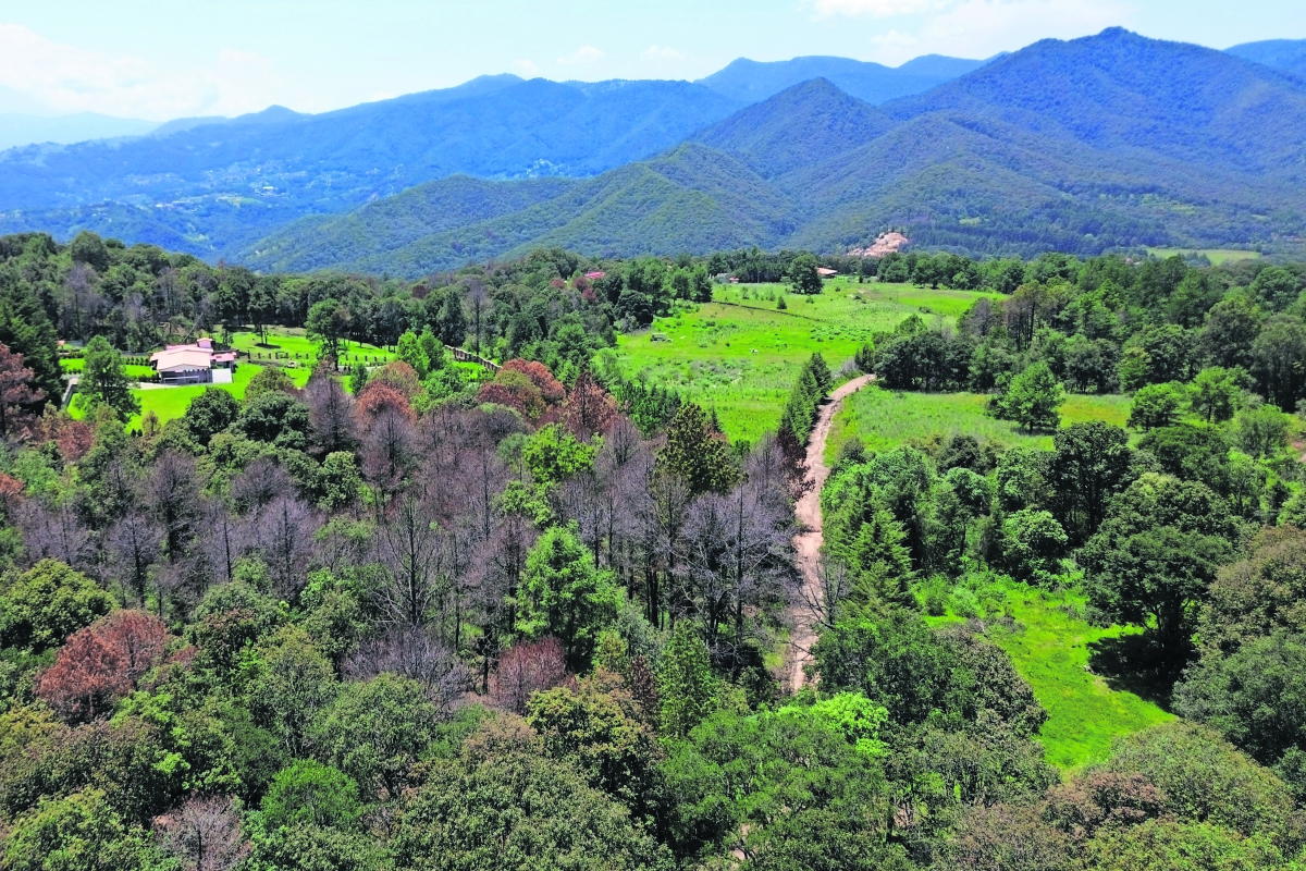 Buscan frenar “ecocidio” en Bosque de Agua